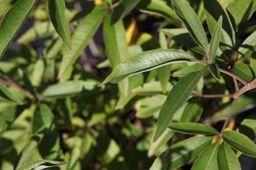 [VIACBDID] Vitex agnus-castus Proven Winners® BLUE DIDDLEY (PBR)