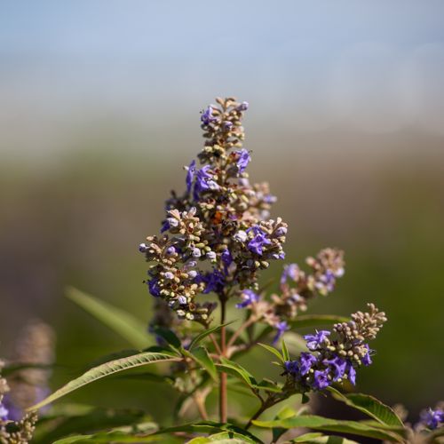 [VIACBPUF] Vitex agnus-castus First Editions® 'Blue Puffball®'