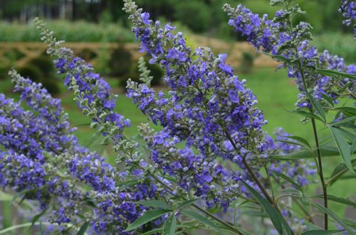 [VIACDBLU] Vitex agnus-castus First Editions® 'Delta Blues®'