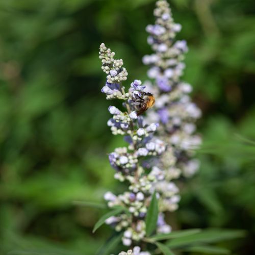 [VIACLATI] Vitex agnus-castus 'Latifolia'