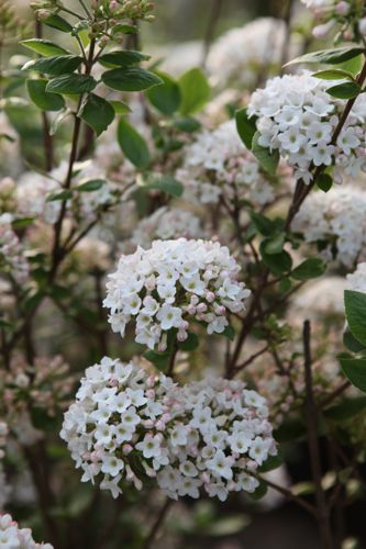 [VIBARUSS] Viburnum burkwoodii 'Anne Russell'
