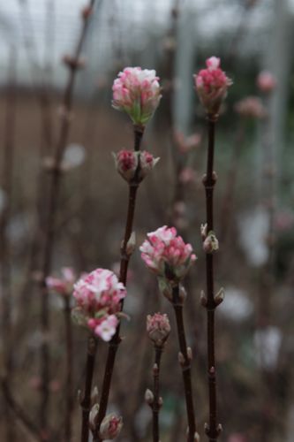 [VIBCLAMO] Viburnum bodnantense 'Charles Lamont'