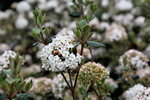 [VIBURKWO] Viburnum burkwoodii