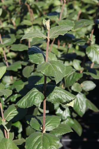 [VICARLCE] Viburnum carlcephalum