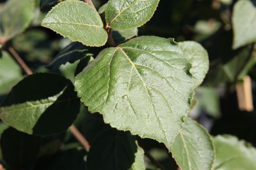 [VICAUROR] Viburnum carlesii 'Aurora'