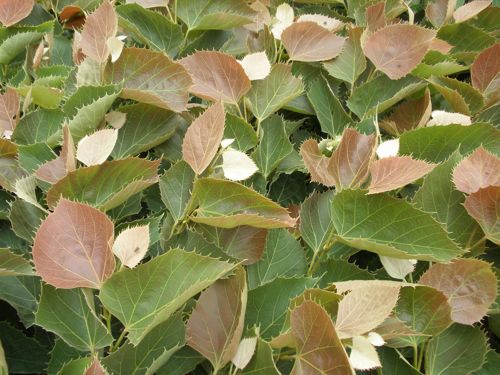 [TIHASELE] Tilia henryana 'Arnold Select'