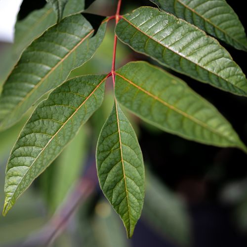 [TOSFLAMI] Toona sinensis 'Flamingo'