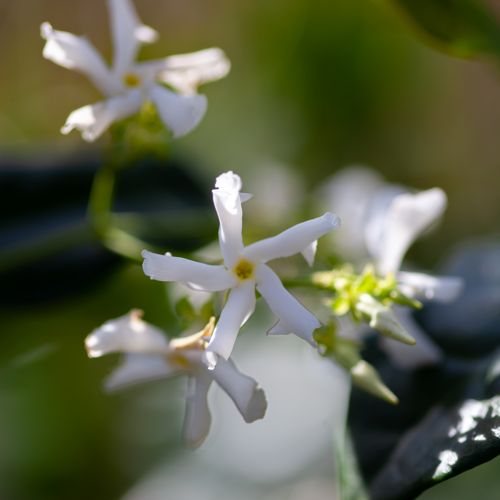 [TRJASMIN] Trachelospermum jasminoides
