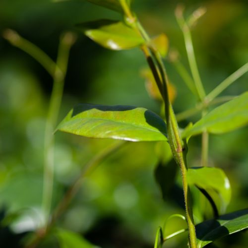 [TRJSTOSC] Trachelospermum jasminoides 'Star of Toscane'