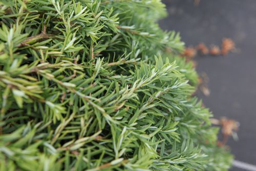 [TSCCPROS] Tsuga canadensis 'Coles Prostrate'
