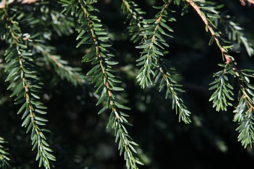 [TSCFASTI] Tsuga canadensis 'Fastigiata'