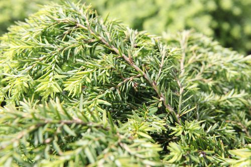 [TSCJEDDE] Tsuga canadensis 'Jeddeloh'