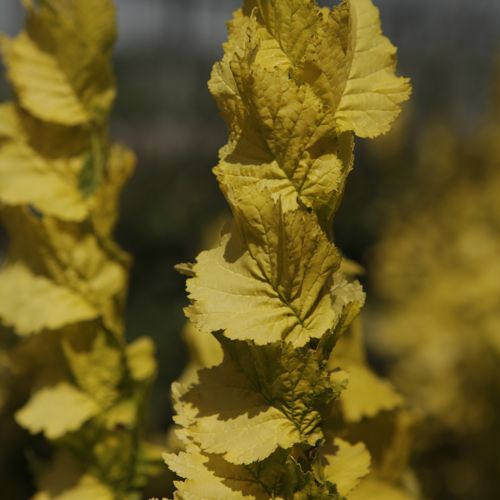 [ULHWREDE] Ulmus hollandica 'Wredei'