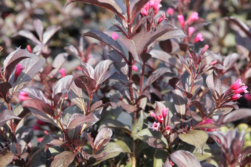 [WEFVICTO] Weigela florida 'Victoria'