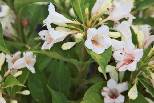 [WEMHONEY] Weigela florida 'Milk and Honey'