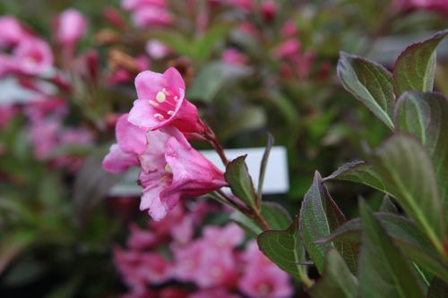 [WEMINUET] Weigela 'Minuet'