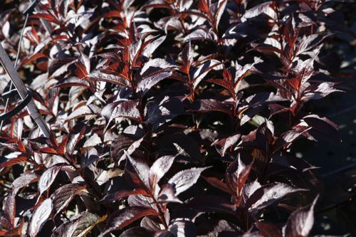 [WENCAMPB] Weigela NAOMI CAMPBELL (PBR)