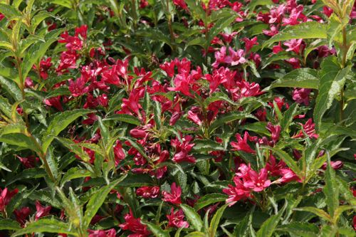 [WENROUGE] Weigela NAIN ROUGE®