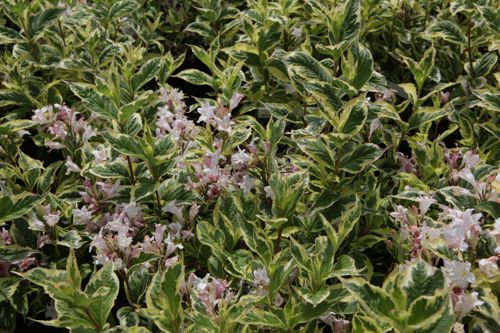 [WENVARIE] Weigela 'Nana Variegata'
