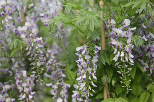 [WISPROLI] Wisteria sinensis 'Prolific'
