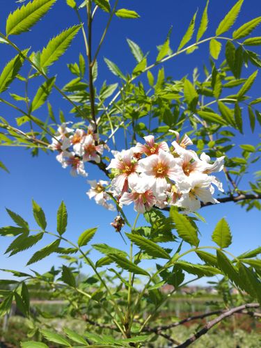 [XASORBIF] Xanthoceras sorbifolium