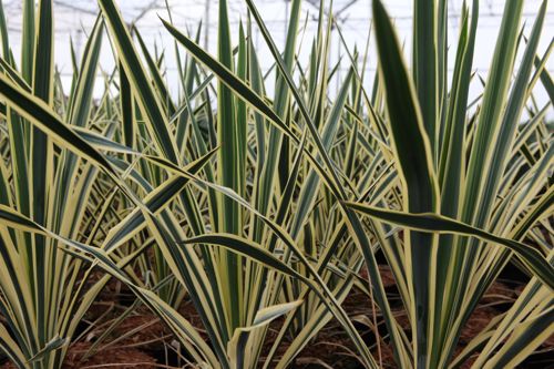 [YUFBEDGE] Yucca filamentosa 'Bright Edge'
