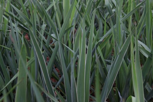 [YUFILAME] Yucca filamentosa