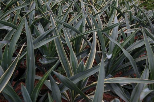 [YUGVARIE] Yucca gloriosa 'Variegata'
