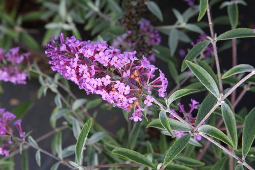 BUDSOPHI