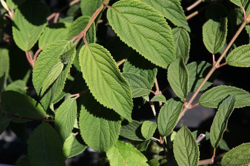 [VIPEBULL] Viburnum plicatum 'Elizabeth Bullivant'