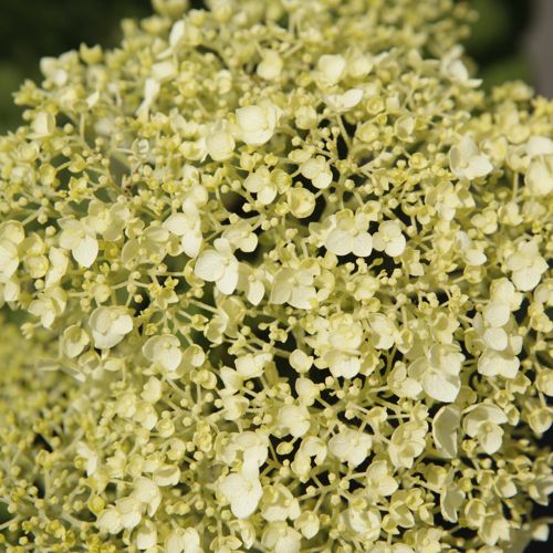 [HYASANNA] Hydrangea arborescens Proven Winners® STRONG ANNABELLE (PBR)