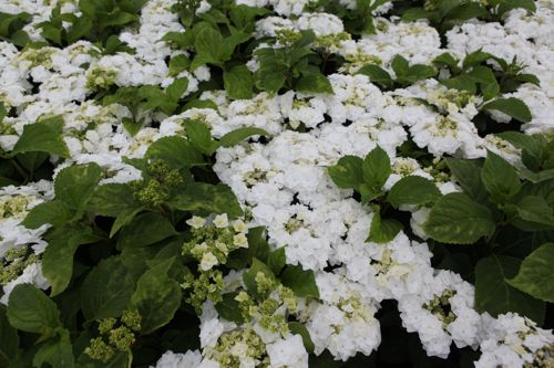 [HYMDBIAN] Hydrangea macrophylla 'Doppio Bianco® (Dancing Snow)'