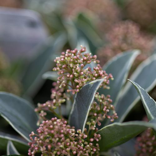 [SKJMMARL] Skimmia japonica 'Mystic Marlot®'