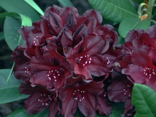 [RHBWIDOW] Rhododendron 'Black Widow'