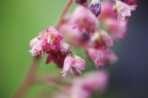 HECLIMEA