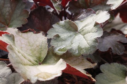 [HECCBEAN] Heuchera 'Carnival Coffee Bean®'