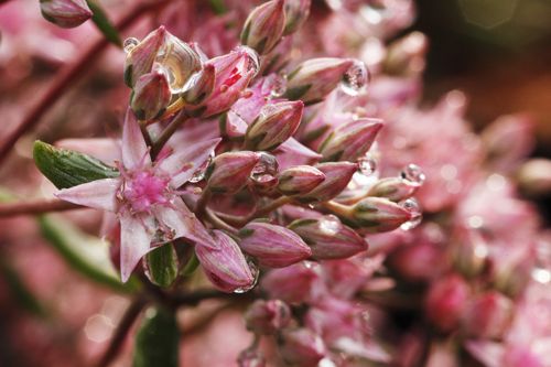 [SESJTUFF] Sedum Sunsparkler® 'Jade Tuffet'