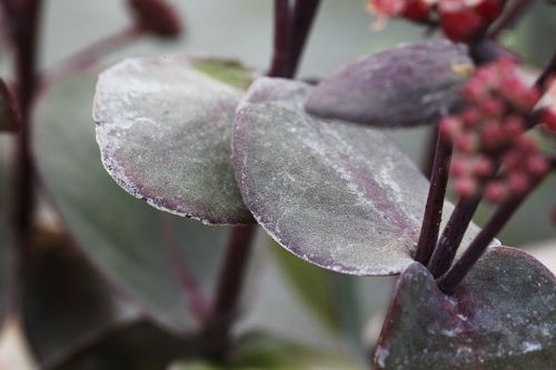 [SESBPEAR] Sedum Sunsparkler® 'Blue Pearl'
