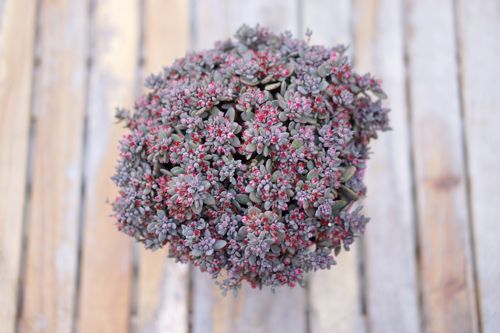 [SESBELF] Sedoro (Sedum x Orostachys) Sunsparkler® 'Blue Elf'