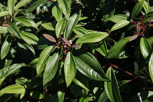 [VIDANGUS] Viburnum davidii 'Angustifolium'