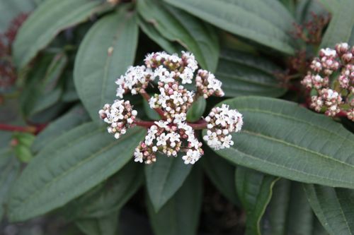 [VIDAVIDI] Viburnum davidii