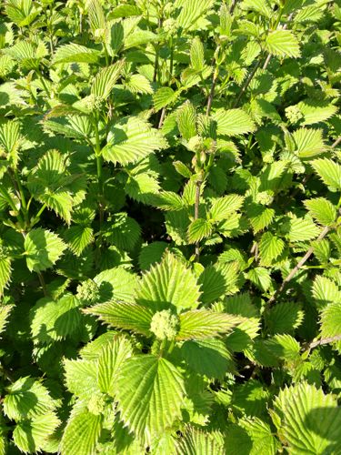 [VIDBMUFF] Viburnum dentatum BLUE MUFFIN®