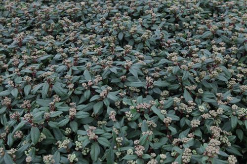 [VIGJGLOB] Viburnum globosum 'Jermyns Globe'