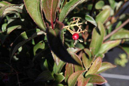 [VIHWINTO] Viburnum hillieri 'Winton'
