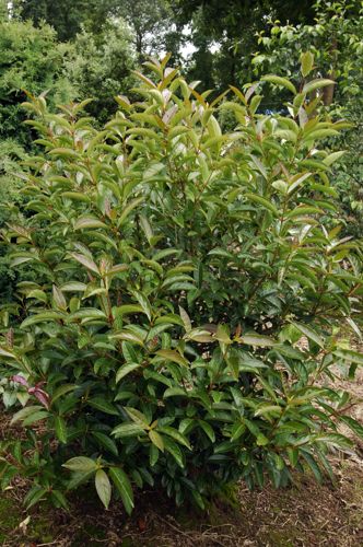 [VILBMARQ] Viburnum 'Le Bois Marquis' (PBR)