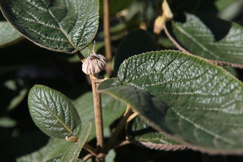 [VILMOHIC] Viburnum lantana 'Mohican'