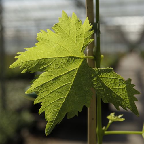 [VIMHAMBU] Vitis 'Muscat Hamburg'