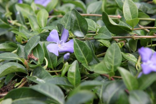 [VIMINOR] Vinca minor