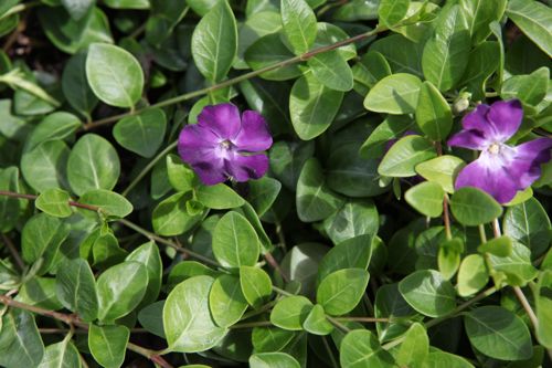 [VIMVERIN] Vinca minor 'Verino'