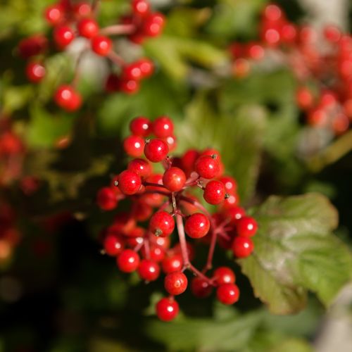 [VIOCOMPA] Viburnum opulus 'Compactum'